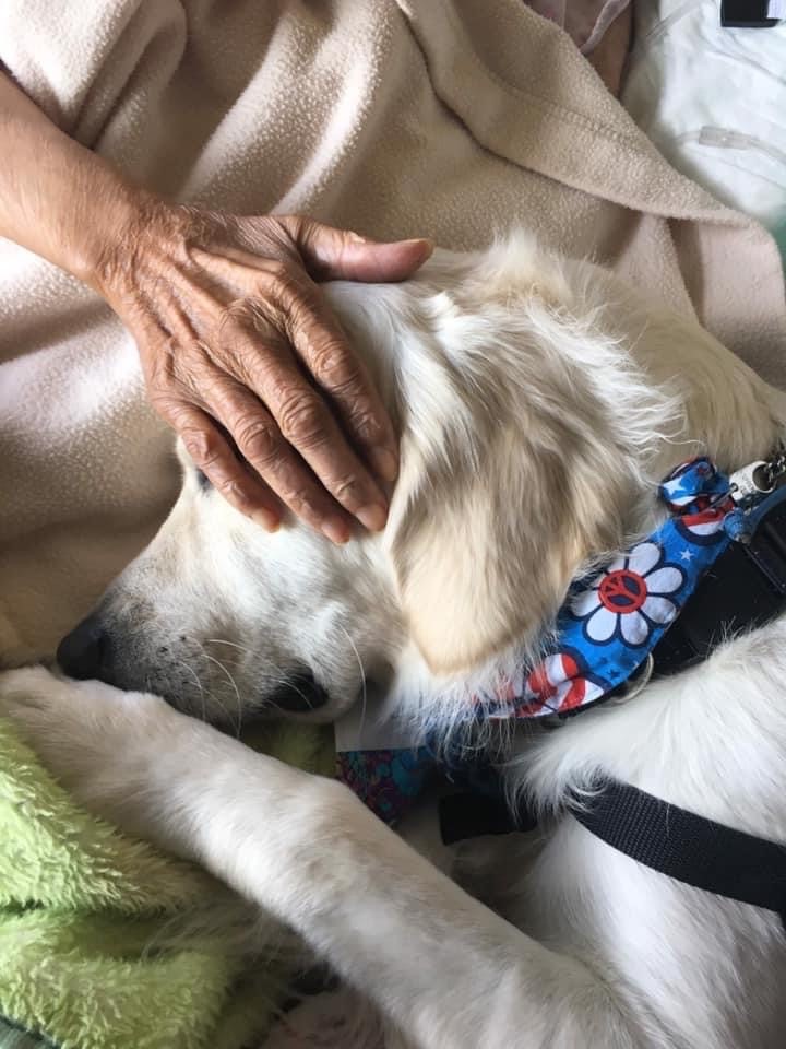 Comfort Dog Team 2 photo